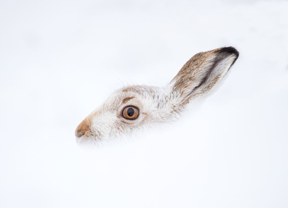 A mountain hare portrait in snow, wildlife photography by Ewan Crosbie