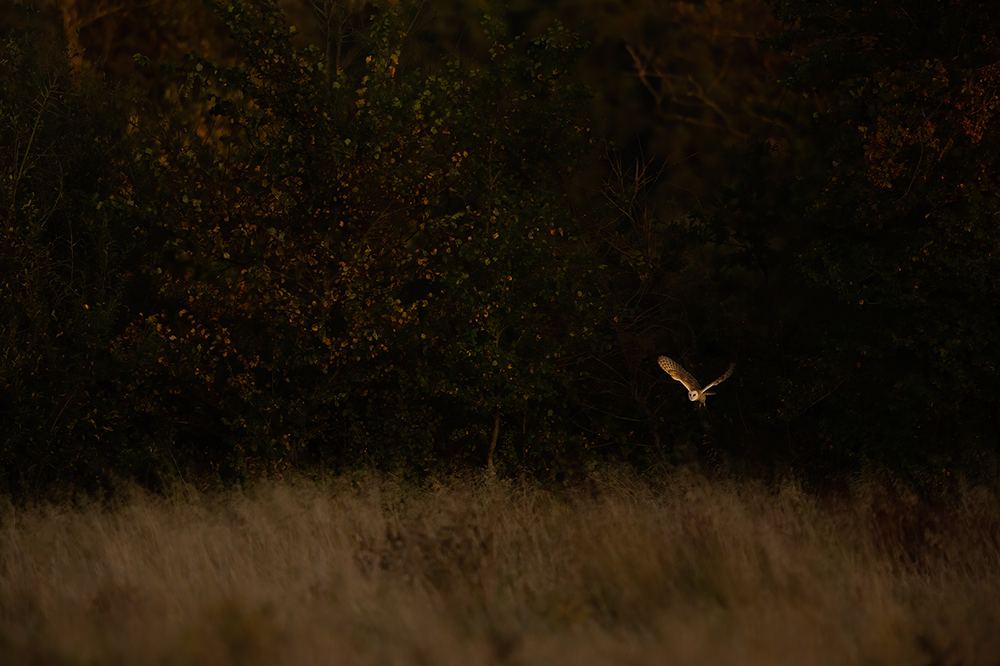 A gannet portrait backlit by golden light, wildlife photography by Ewan Crosbie