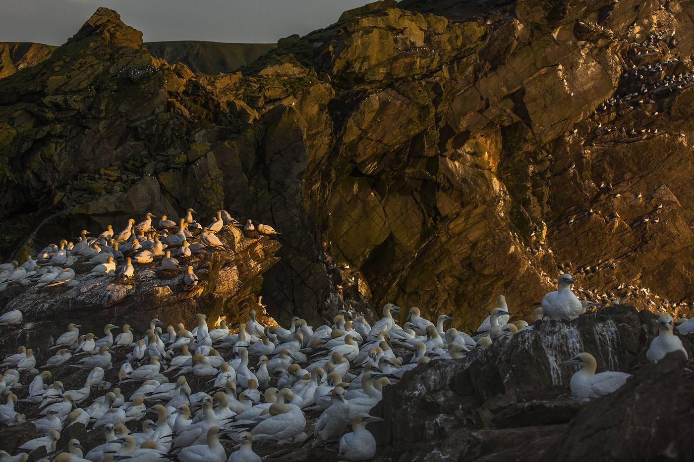 A gannet colony on sunlit sea cliffs at golden hour, the homepage hero of the rebuilt Ewan Crosbie Photography site