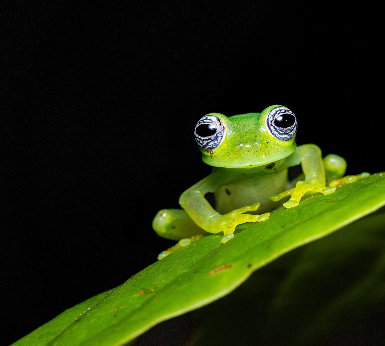 Full-bleed hero photograph on the Costa Rica Wildlife Photography Expedition landing page